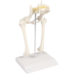 Modèle Anatomique Chien 4D - Squelette De Chien Démontable 29 Pièces Pour Enseignement Biologie Et Démonstration